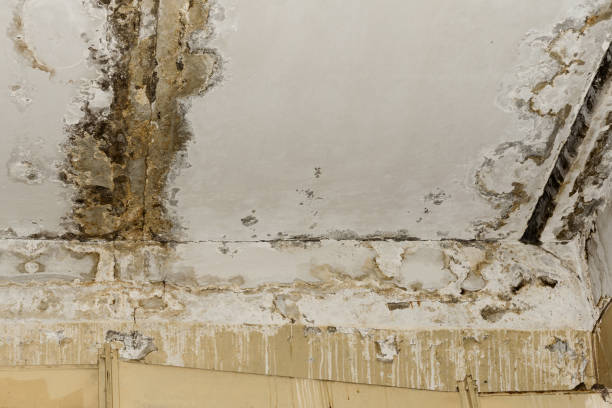 Mold Odor Removal Services in Graymoor Devondale, KY